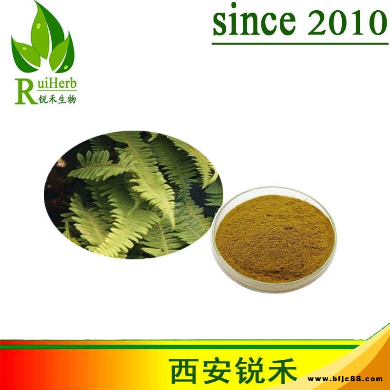 十年工廠直供  水龍骨提取物 青石蓮濃縮粉末提取物  品質(zhì)保證