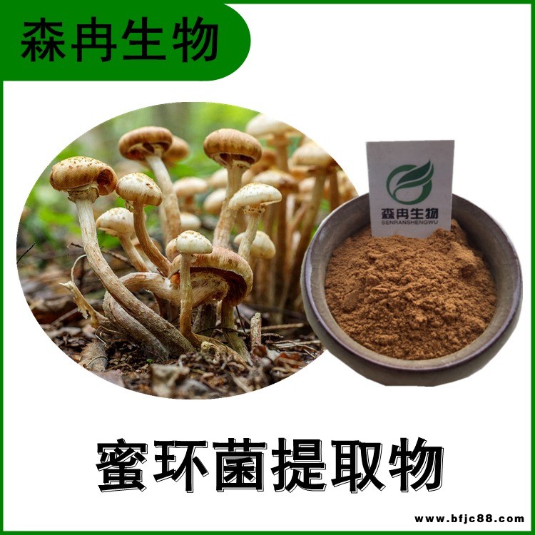 蜜環菌提取物 榛蘑提取物 蜜環菌多糖 多種規格 森冉生物