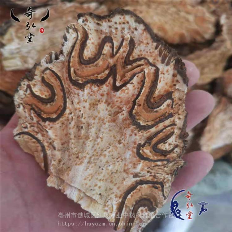 刺桫欏 龍骨風 龍骨風藥用價值 支持定制 紅晟
