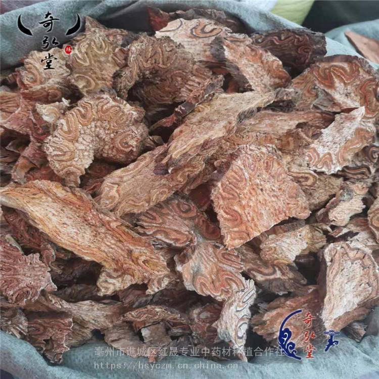 中藥材龍骨風 龍骨風藥用價值 長期出售 紅晟