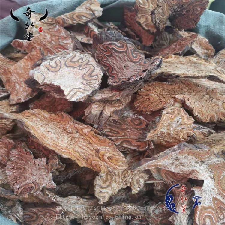 桫欏 龍骨風(fēng) 龍骨風(fēng)藥用價(jià)值 支持定制 紅晟