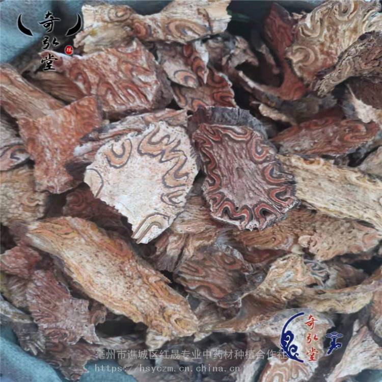 桫欏 龍骨風(fēng) 龍骨風(fēng)產(chǎn)地 基地供應(yīng) 紅晟